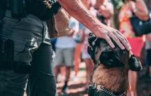 Sejarah 'Anjing' sebagai Umpatan, Ternyata Warisan Kolonialisme Belanda