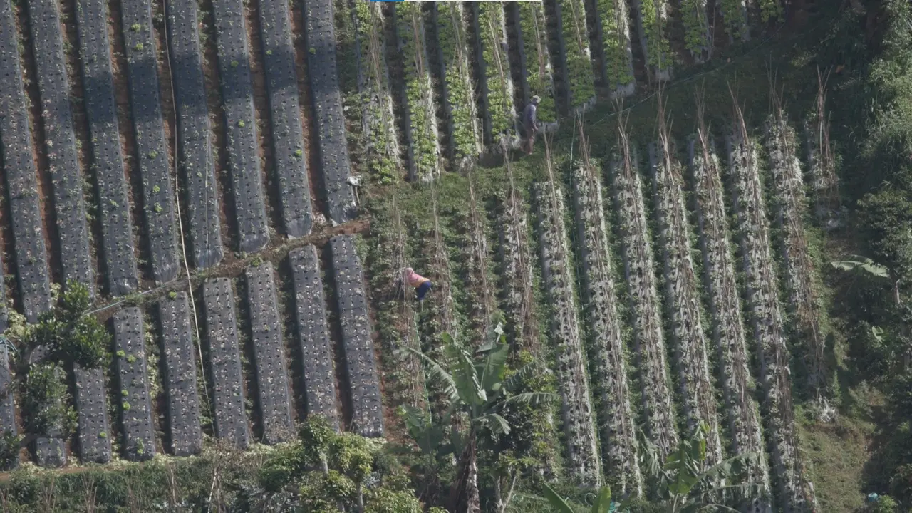 Petani Sayur Jual Secara Online