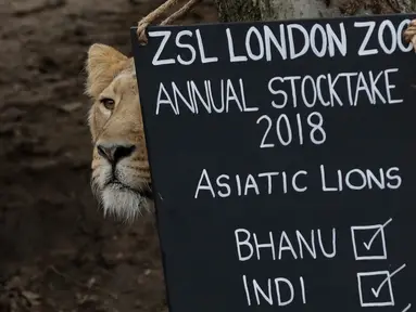 Seekor singa betina berdiri di samping papan penghitungan selama sensus hewan tahunan di London Zoo, 7 Februari 2018. Penghitungan semua binatang ini memerlukan waktu sekitar seminggu dan merupakan persyaratan untuk izin kebun binatang. (AP/Matt Dunham)