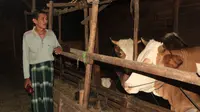 Resmihar ketika menunjukkan sapi-sapi miliknya. Kotoran dari ternaknya inilah yang dimanfaatkan untuk biogas. (Liputan6.com/Ahmad Adirin)