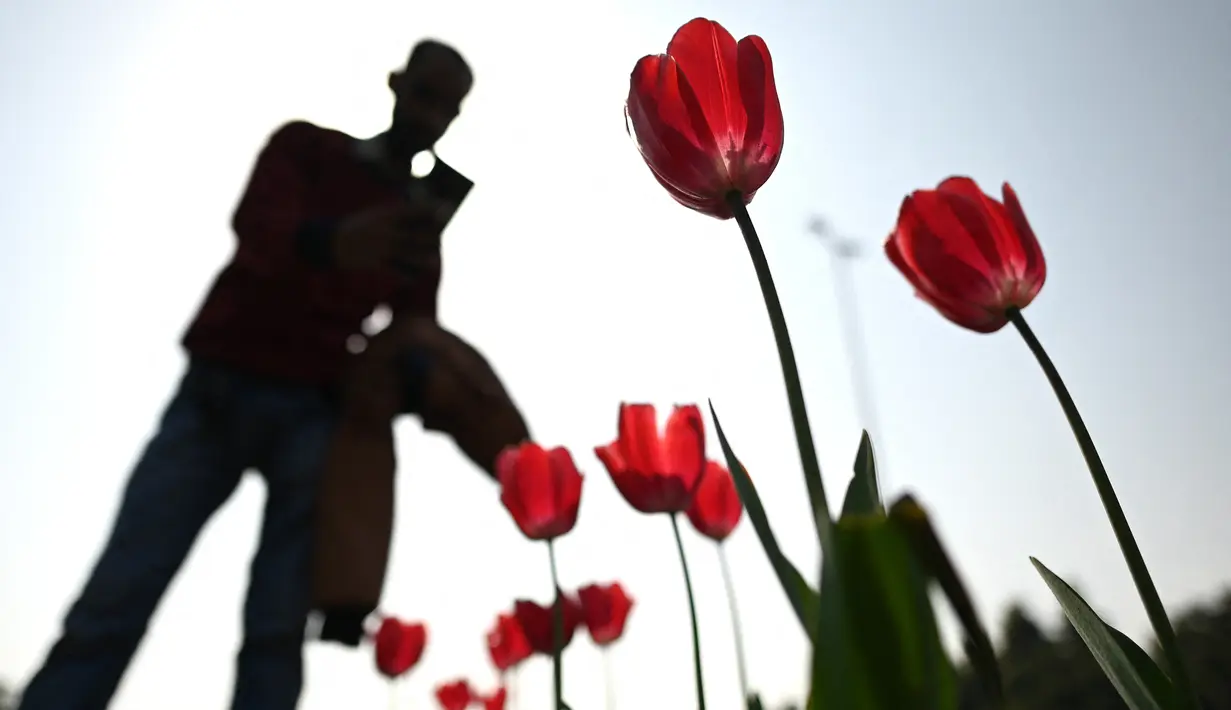Seorang pria berjalan di samping bunga tulip di sepanjang pinggir jalan di New Delhi (7/2/2022). Bulan Februari bunga tulip mulai bermekaran menunjukkan warna aslinya di pinggir jalan di New Delhi, India. (AFP/Sajjad Hussain)