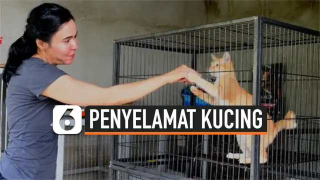 VIDEO: Wanita Ini Selamatkan dan Rawat Ratusan Kucing Telantar