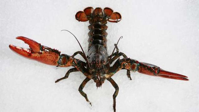 Lobster Ini Bisa Tulis Angka dengan Pulpen, Bikin Geleng Kepala