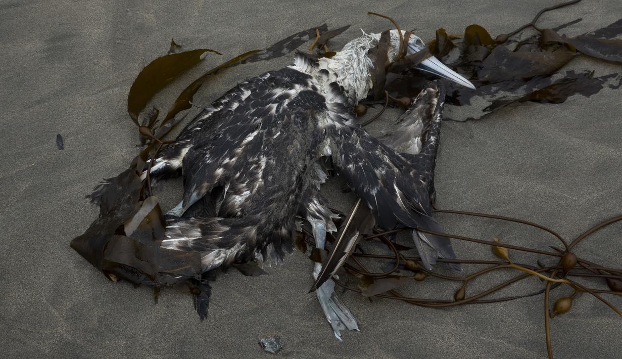 Burung Booby Peru terbaring mati di pantai Santa Maria di Lima, Selasa (29/11/2022). Setidaknya 13.000 pelikan telah mati sejauh ini pada bulan November di Sepanjang Pantai Pasifik Peru akibat flu burung, menurut The National Forest and Wildlife Service (Serfor) pada hari Selasa. (AP Photo/Guadalupe Pardo)