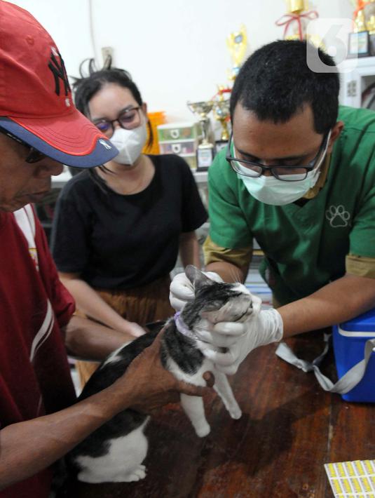 Tercatat, sebanyak 20.423 ekor HPR telah divaksinasi periode Januari sampai Juni 2023. (merdeka.com/Imam Buhori)