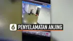 THUMBNAIL ANJING