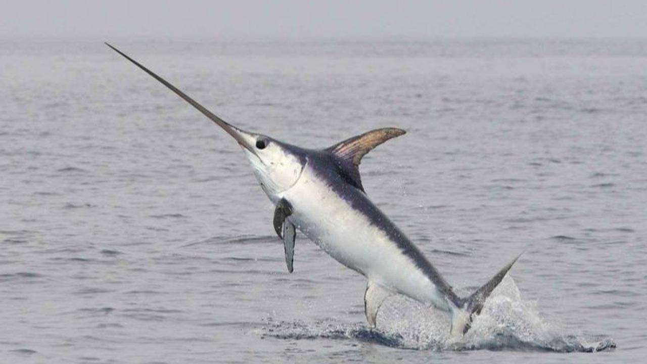 2. Swordfish atau Ikan Todak