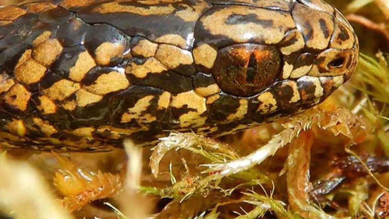 Cara Mengatasi Mimpi Buruk