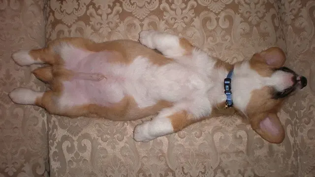 Ketahui 6 Fakta Tak Terduga dari Seekor Anjing