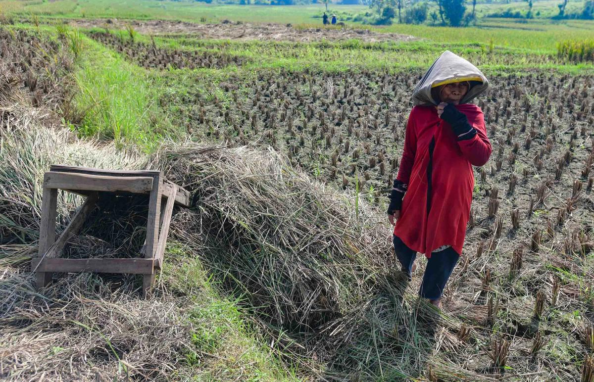 FOTO: Wereng dan Kekeringan Picu Gagal Panen di Jonggol
