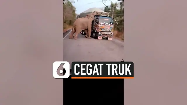VIDEO: Gajah Kelaparan Cegat Truk lalu Curi Tebu