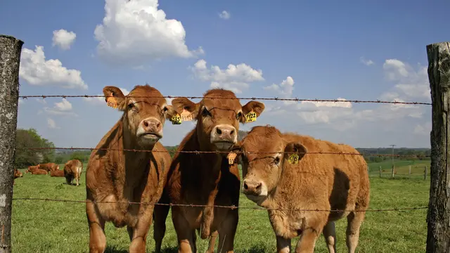 Penyakit Sapi Gila