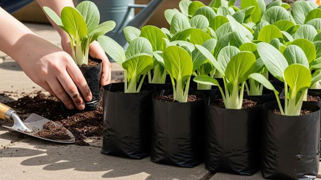 8 Inspirasi Edible Garden Sayur dan Buah Mini di Teras Rumah Kampung, Sulap Lahan Sempit Jadi Asri