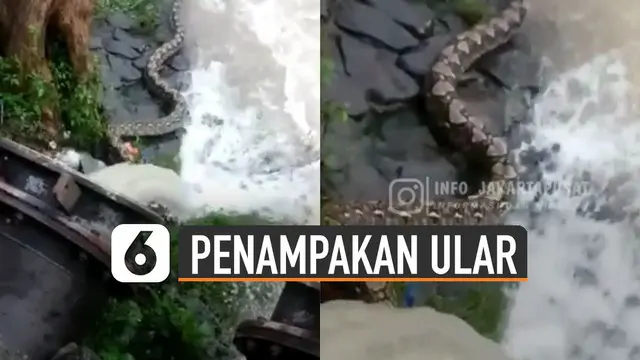 Video seekor ular berukuran jumbo menampakkan dirinya di pintu air karet viral di media sosial.
