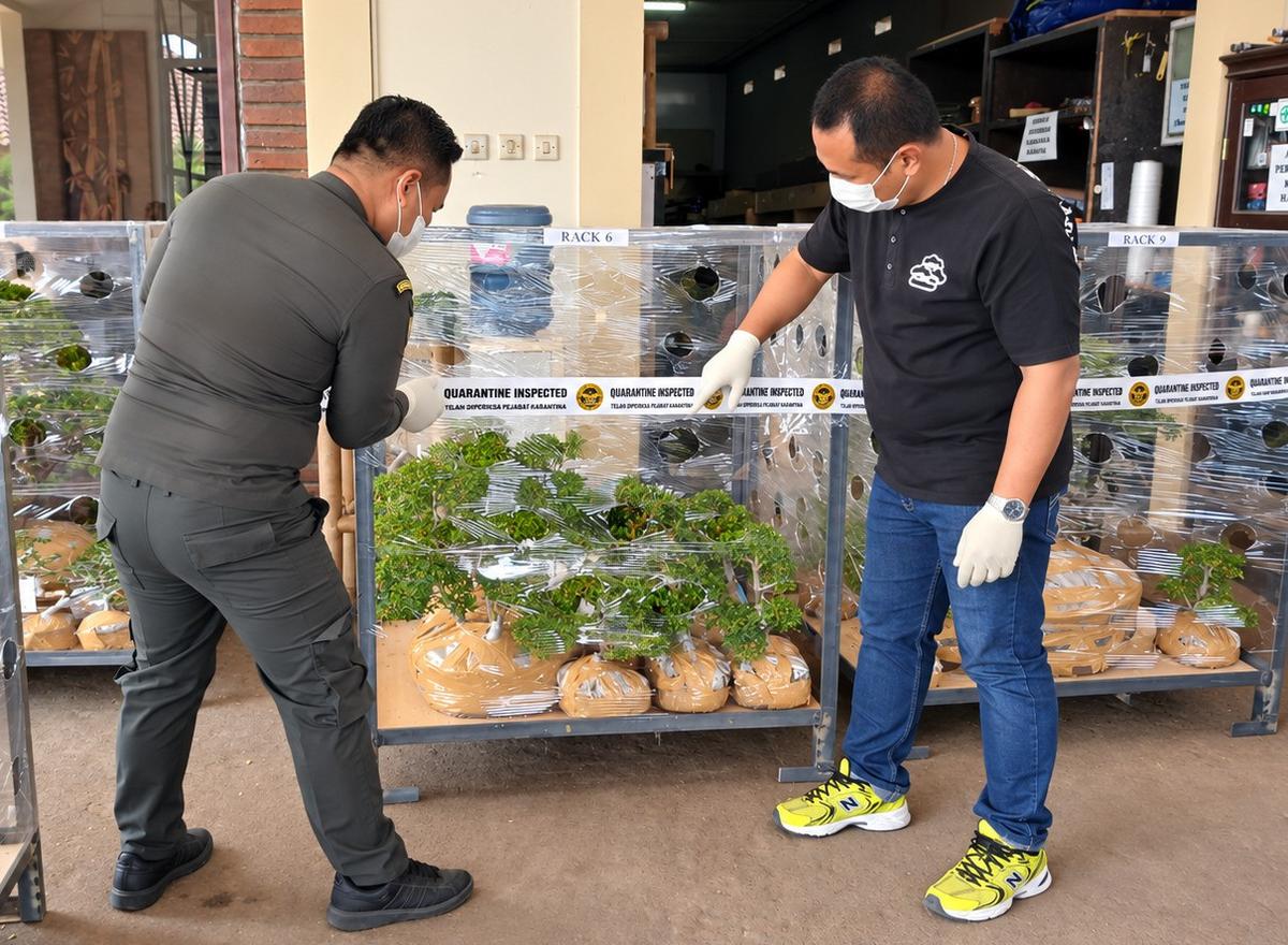 125 bonsai tropis Jawa Tengah diekspor ke luar negeri. (merdeka.com/Danny Adriadhi Utama).