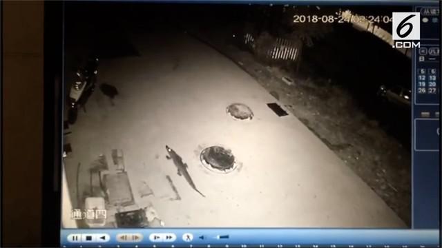 Polisi masih menyelidiki kaburnya buaya ilegal dari sebuah restoran di Provinsi China Timur.
