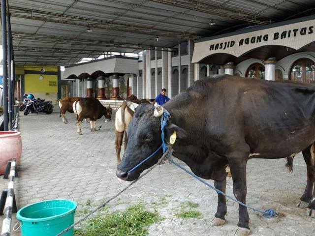 Penampakan Sapi Jumbo Keluarga Soeharto Untuk Masyarakat