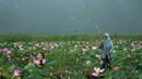 Seorang turis mengambil gambar bunga teratai sambil menaiki perahu kano di Taman Nasional Khao Sam Roi, Thailand selatan, 5 Mei 2017. Setelah selama 10 tahun, akhirnya bunga teratai di danau taman nasional tersebut bermekaran. (Roberto SCHMIDT/AFP)