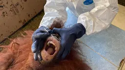 Foto yang dirilis pada 12 September 2021 menunjukkan seorang dokter hewan mengenakan APD saat mengambil sampel swab dari orang utan di Pusat Rehabilitasi Orang Utan Sepilok. Pengujian ini menjadi tes virus corona pertama pada orang utan di Malaysia. (HO/MALAYSIA'S SABAH WILDLIFE DEPARTMENT/AFP)