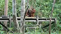 Feeding orangutan di Tanjung Harapan, Tanjung Puting, Kalimantan Tengah. (Liputan6.com/Dinny Mutiah)