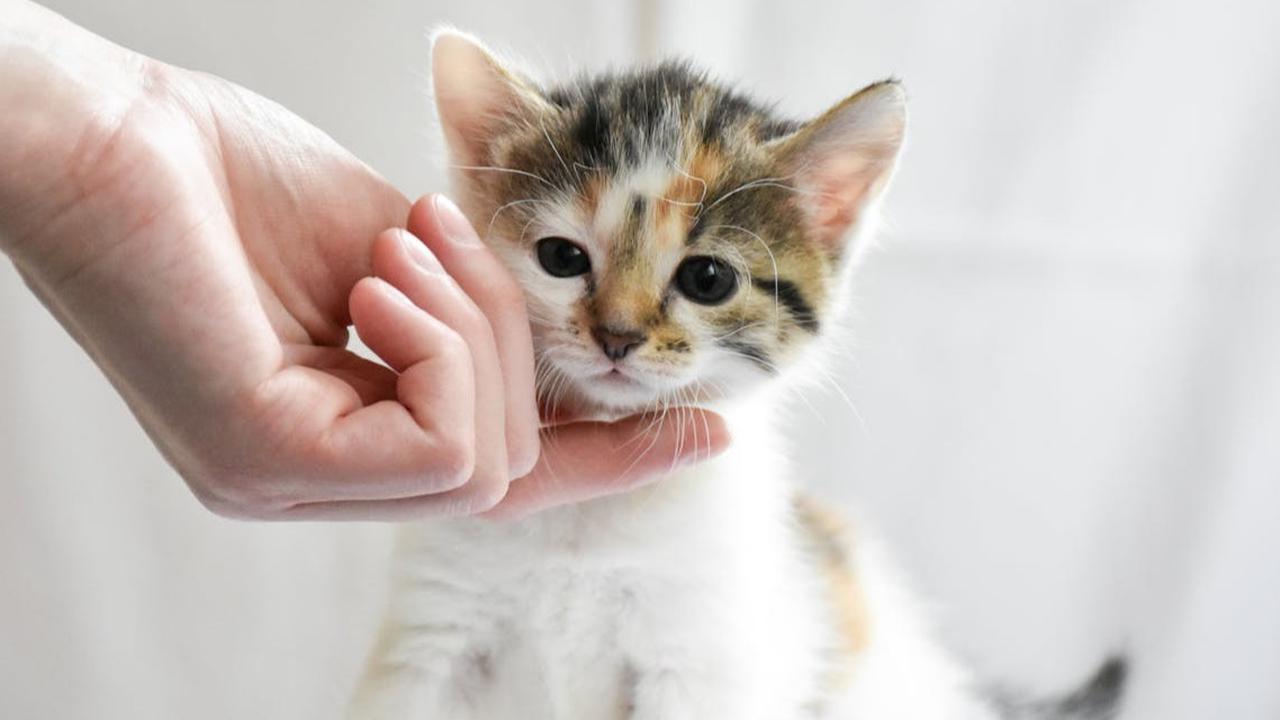Ternyata Ini Manfaat Memelihara Kucing untuk Kesehatan, Salah Satunya Pelepasan Endorfin