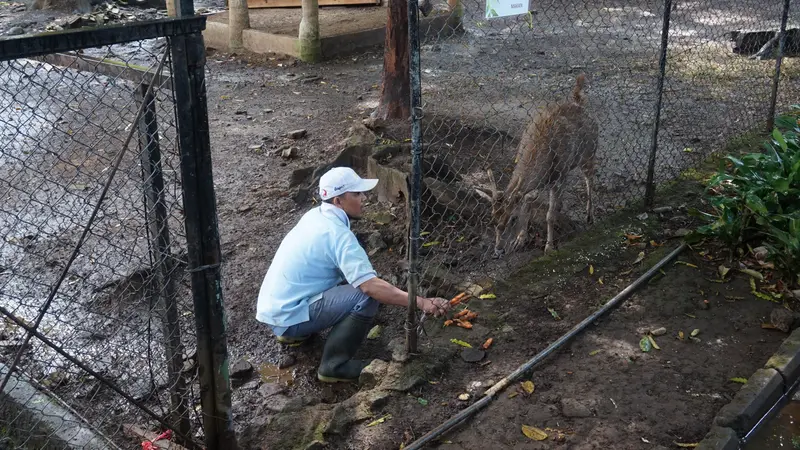 Petugas Kebun Binatang Bandung sedang memberikan makan rusa timorensis.