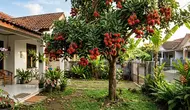 Cara Menanam Rambutan Binjai, Panduan dari Perawatan hingga Berbuah