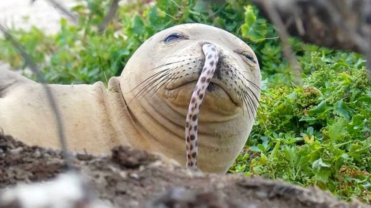 Belut kecil terjebak di lubang hidung Anjing laut jenis Hawaiian monk (NOAA Fisheries/Brittany Dolan)
