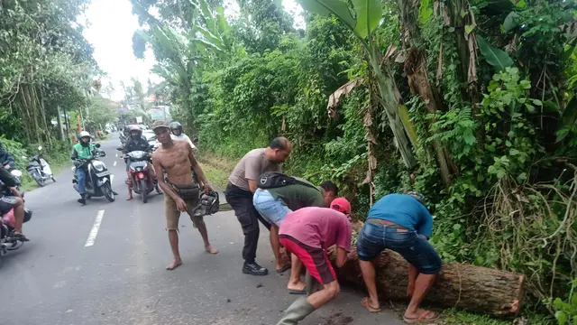Pohon Tumbang di Bali.