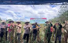 Trivia Pangan: Bulog Maluku Serap 6 Ton Jagung Panen Raya di Buru, Target Ratusan Ton Menanti! Penyerapan Jagung Bulog Maluku Dimulai.