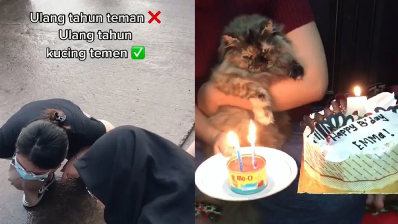 kucing ulang tahun