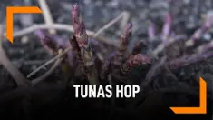 Ini Wujud Tunas Hop, Sayuran Dengan Harga Selangit