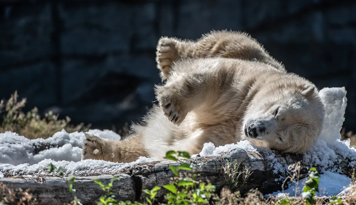 Beruang kutub Tonja mandi es yang disiapkan penjaga kandang Kebun Binatang Tierpark saat gelombang panas melanda Eropa, Berlin, Jerman, Selasa (7/8). (Paul Zinken/dpa/AFP)