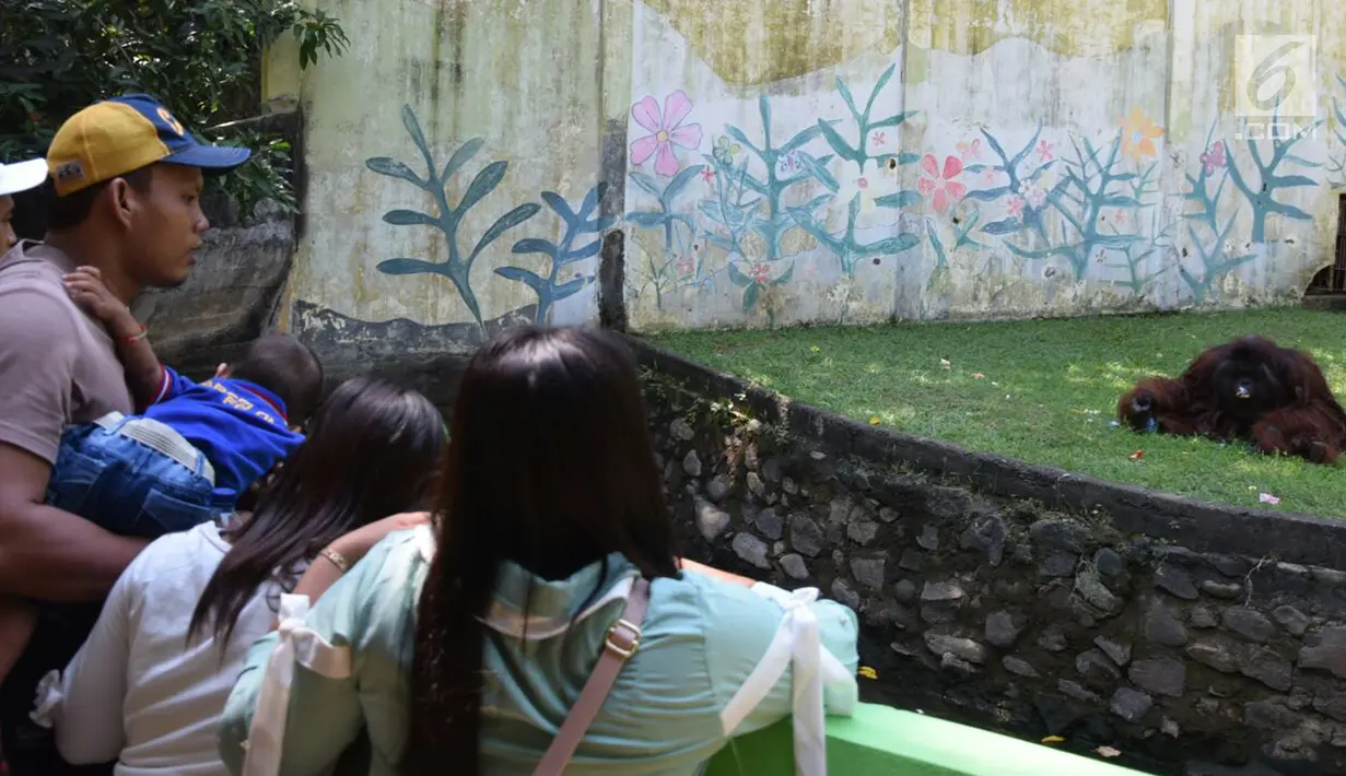 Pengunjung melihat gorila di Taman Margasatwa Semarang, Sabtu (16/6). Menurut pengelola, 10 ribu pengunjung diperkirakan datang dan berlibur di tempat ini dengan menikmati berbagai wahana yang ada. (Liputan6.com/Gholib)