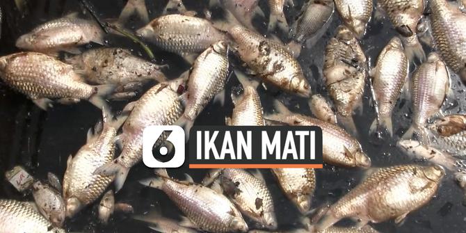 VIDEO: Air Tercemar, Ribuan Ikan di PLTA Timo Semarang Mati