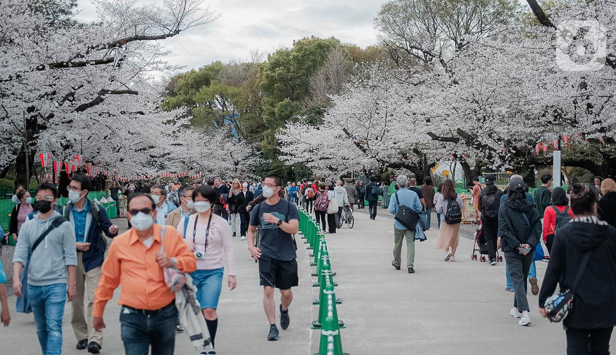 Para pengunjung menikmati sakura mekar di Taman Ueno, Tokyo, Sabtu (25/3/2023). Memasuki musim semi di Jepang, warga hingga turis mancanegara berbondong-bondong menikmati keindahan dari bunga sakura yang mekar. (Liputan6.com/Faizal Fanani)