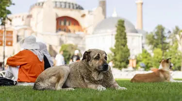 Seekor anjing liar beristirahat di luar masjid Hagia Sophia yang dibangun pada era Bizantium di Istanbul, Turki, pada 3 Juli 2024. (AP Photo/Francisco Seco)