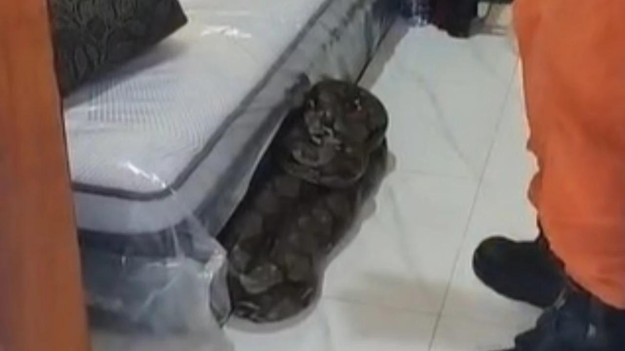 Mencekam! Ibu Ini Tidur Berdampingan dengan Ular Piton 3,5 Meter Tanpa Disadari