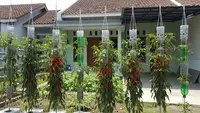 7 Tips Cabai Gantung Tidak Layu Meski Cuaca Panas, Panen Optimal Sepanjang Tahun