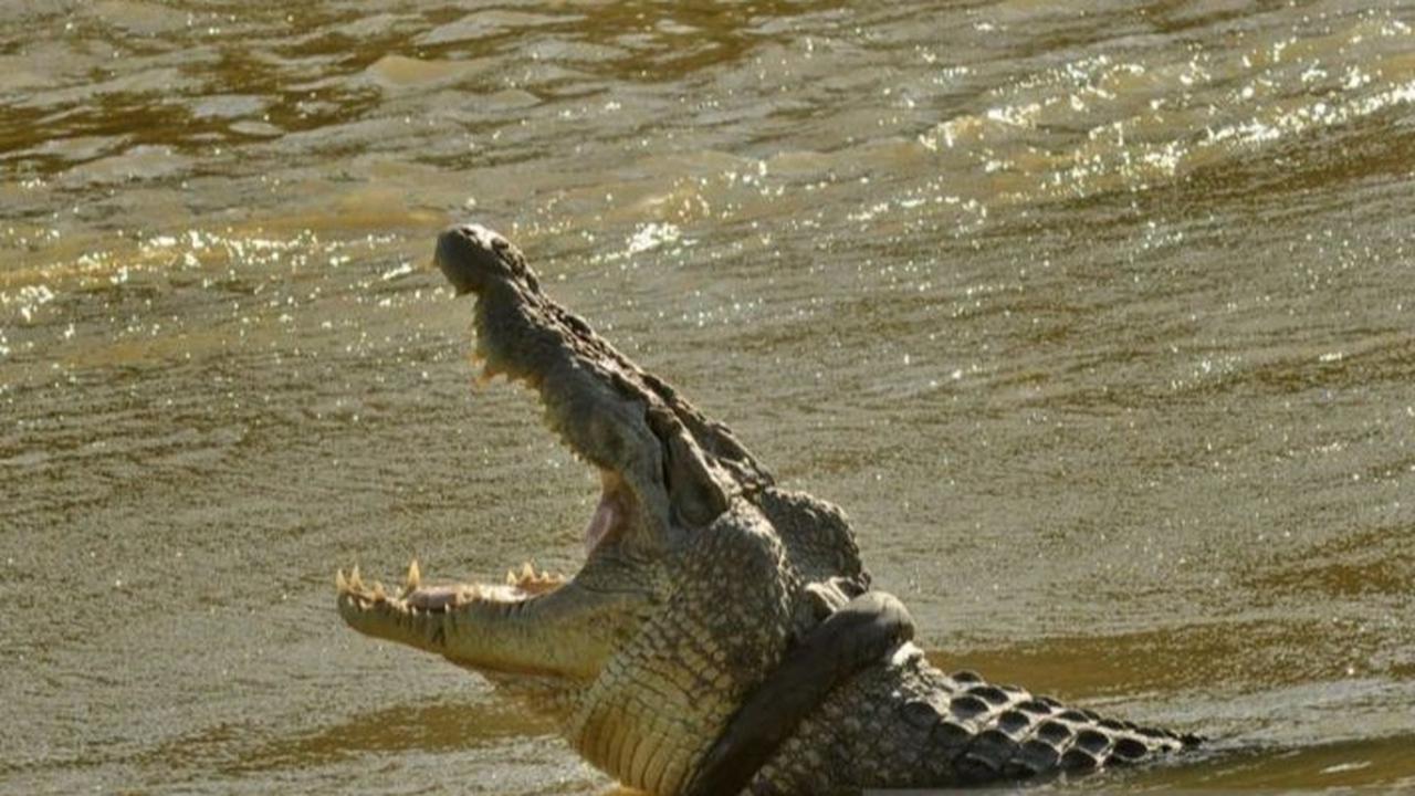 Video Pria Lagi Santai Mancing, Mendadak Muncul Buaya Bikin Syok