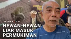 Hewan-Hewan Liar Masuk Permukiman
