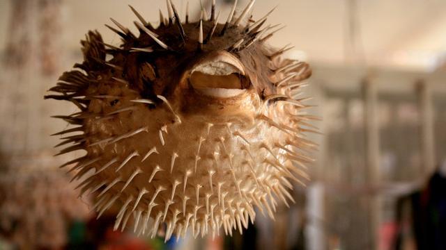 Ilustrasi ikan buntal (Pixabay)