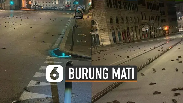 Burung-burung mati berserakan di jalanan kota dan belum diketahui pasti penyebabnya.