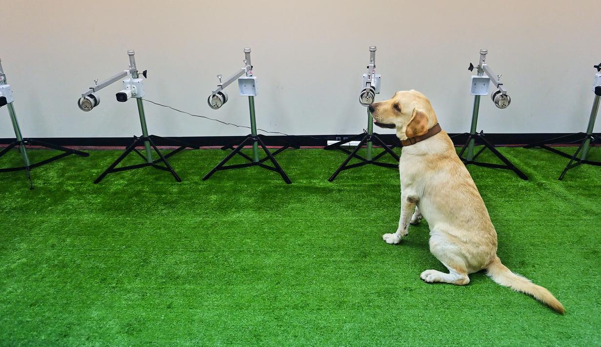 Bobby, anjing pelacak K9 jenis Retriever, duduk dekat sampel keringat untuk mendeteksi Covid-19 di Fakultas Ilmu Kedokteran Hewan di Universitas Chulalongkorn di Bangkok pada 21 Mei 2021. Tiga dari enam anjing labrador retriever di Thailand berhasil mendeteksi virus corona. (Lillian SUWANRUMPHA/AFP