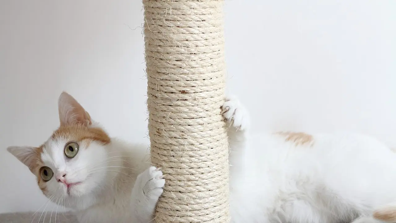 4 Alasan di Balik Kebiasaan Kucing Suka Menggaruk Barang-Barang di Rumah