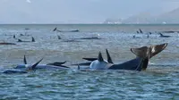 Kawanan paus pilot yang terdampar di perairan Pelabuhan Macquarie, Tasmania, Australia (21/09/2020). Para ilmuwan mengatakan dua kawanan besar paus pilot bersirip panjang terjebak di sandbar di Pelabuhan Macquarie, di pantai barat Tasmania yang sedikti penduduk. (AFP/Pool)