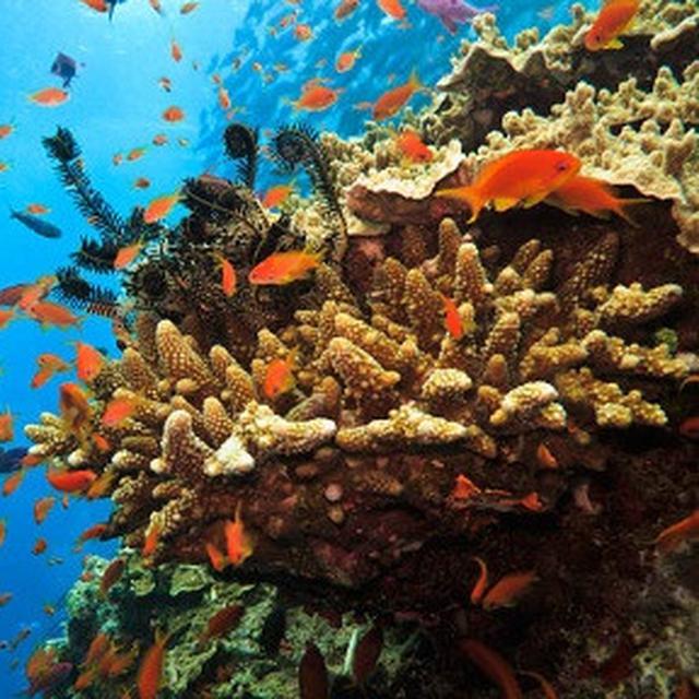 Fosil Bunga Karang Tertua Di Dunia Ditemukan Di China Timur Global Liputan6 Com