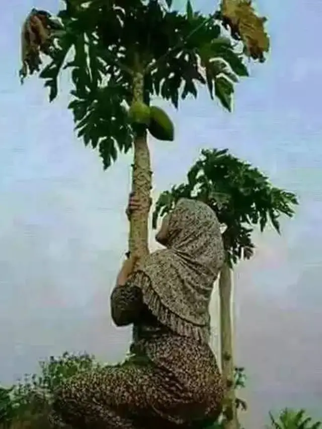 Penuh Perjuangan, Ini 9 Potret Orang Petik Buah dengan Cara Kocak