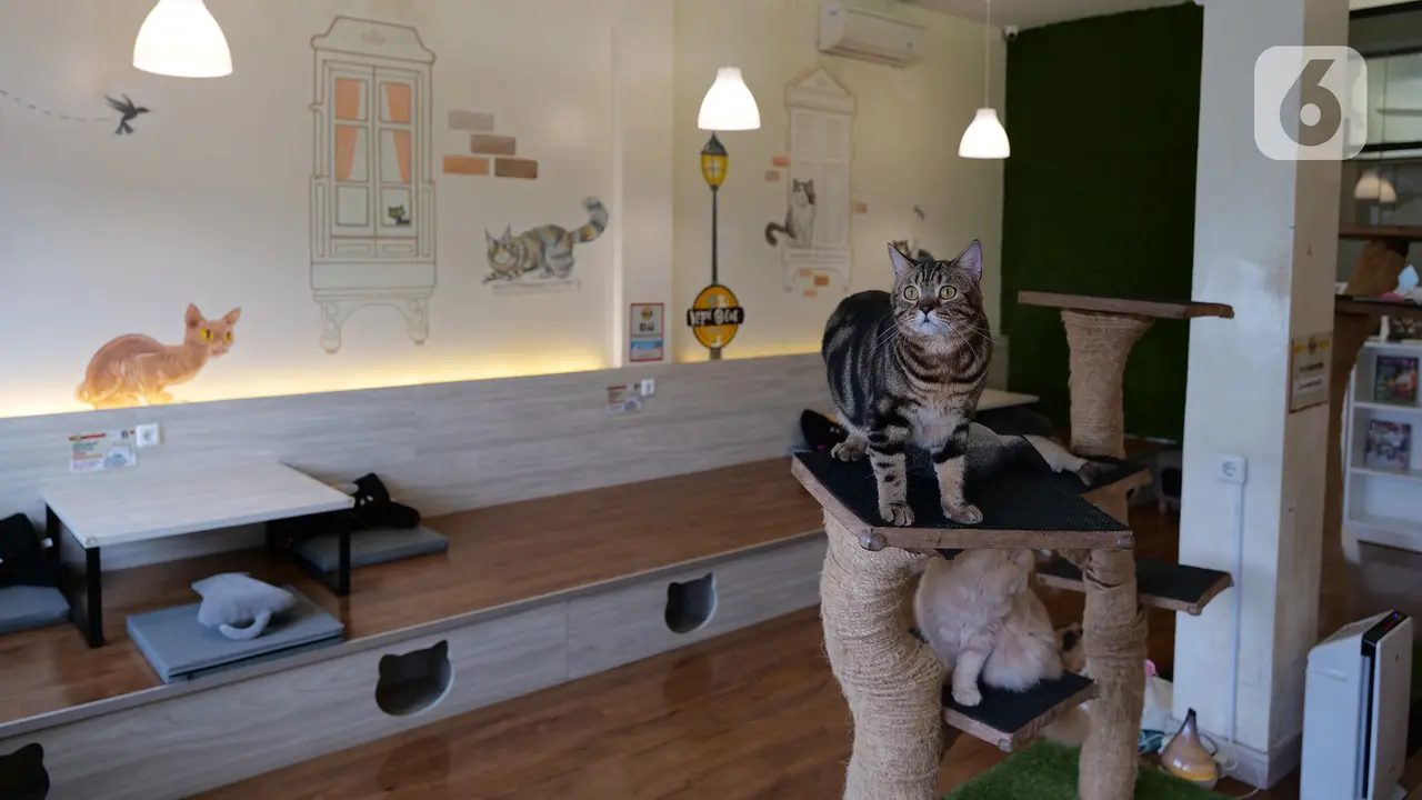 Persiapan Penerapan New Normal di Cat Cafe