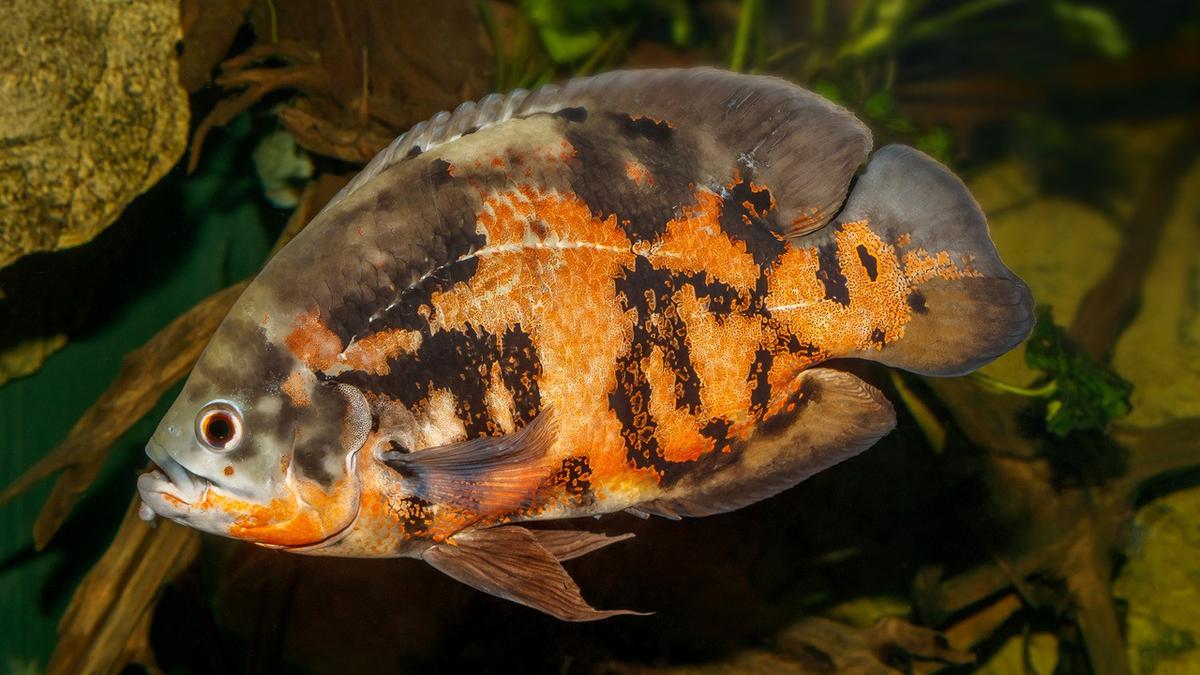 Tips Setting Akuarium Ideal untuk Memelihara Ikan Oscar Hias, Ikan Sehat Anti Stres